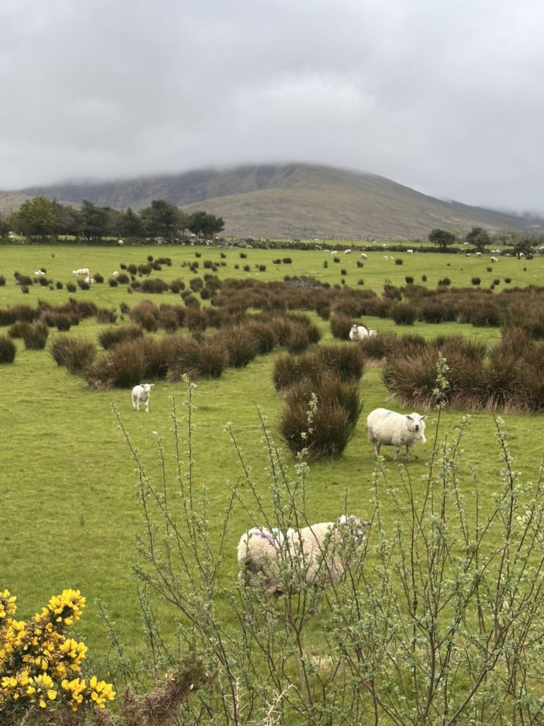 MoreSheep
