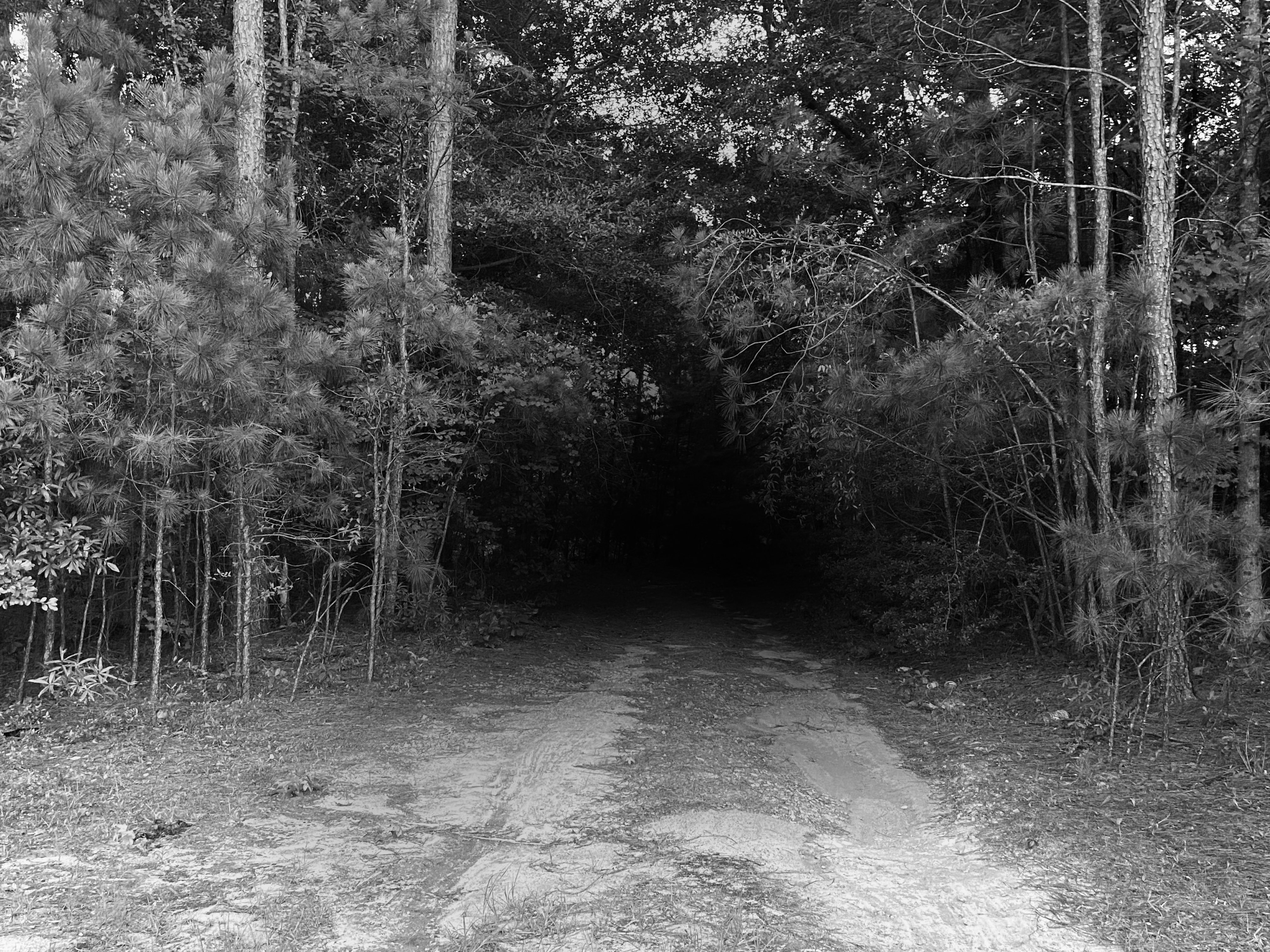 A monochrome-grey path leading into a forest/darkness.