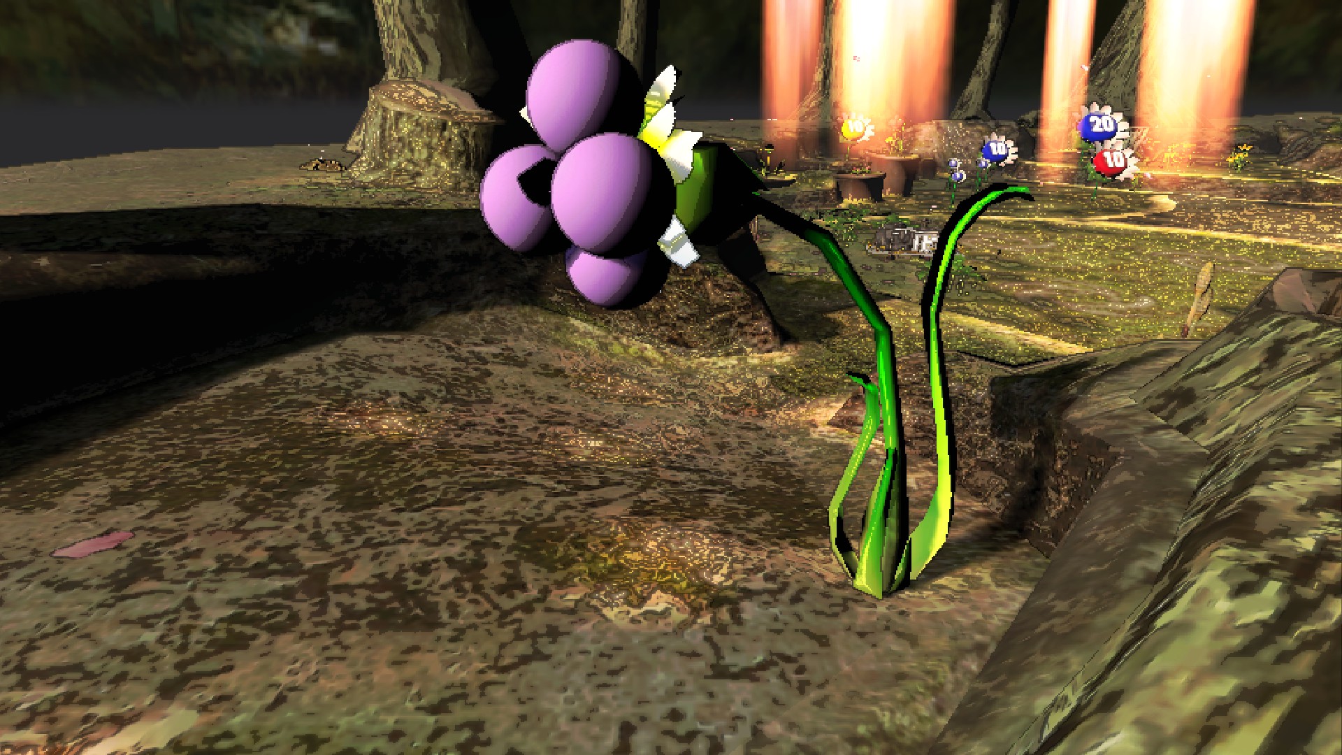 Burgeoning Spiderwort berry plant on Awakening.