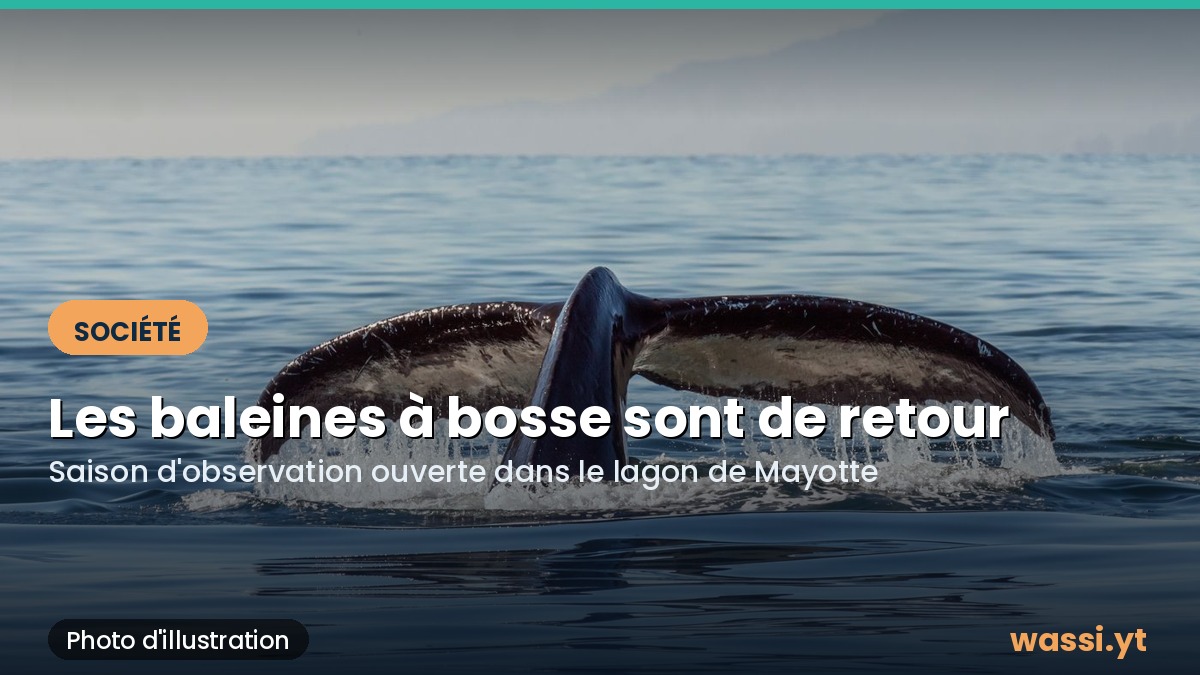 Baleines à bosse : la saison d'observation a commencé dans le lagon de Mayotte