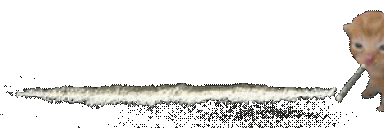 cat sniffing cocane cat sniffing cocane