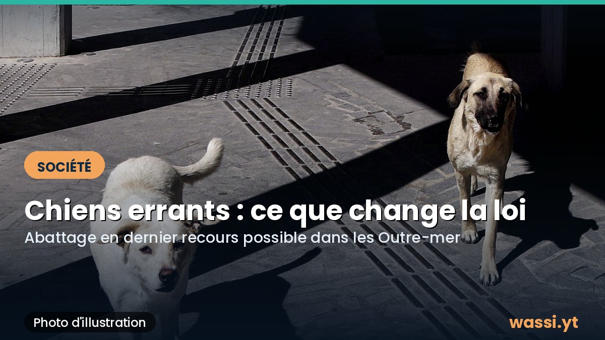 Chiens errants : le Sénat autorise l'abattage en dernier recours dans les Outre-mer, tollé à Mayotte