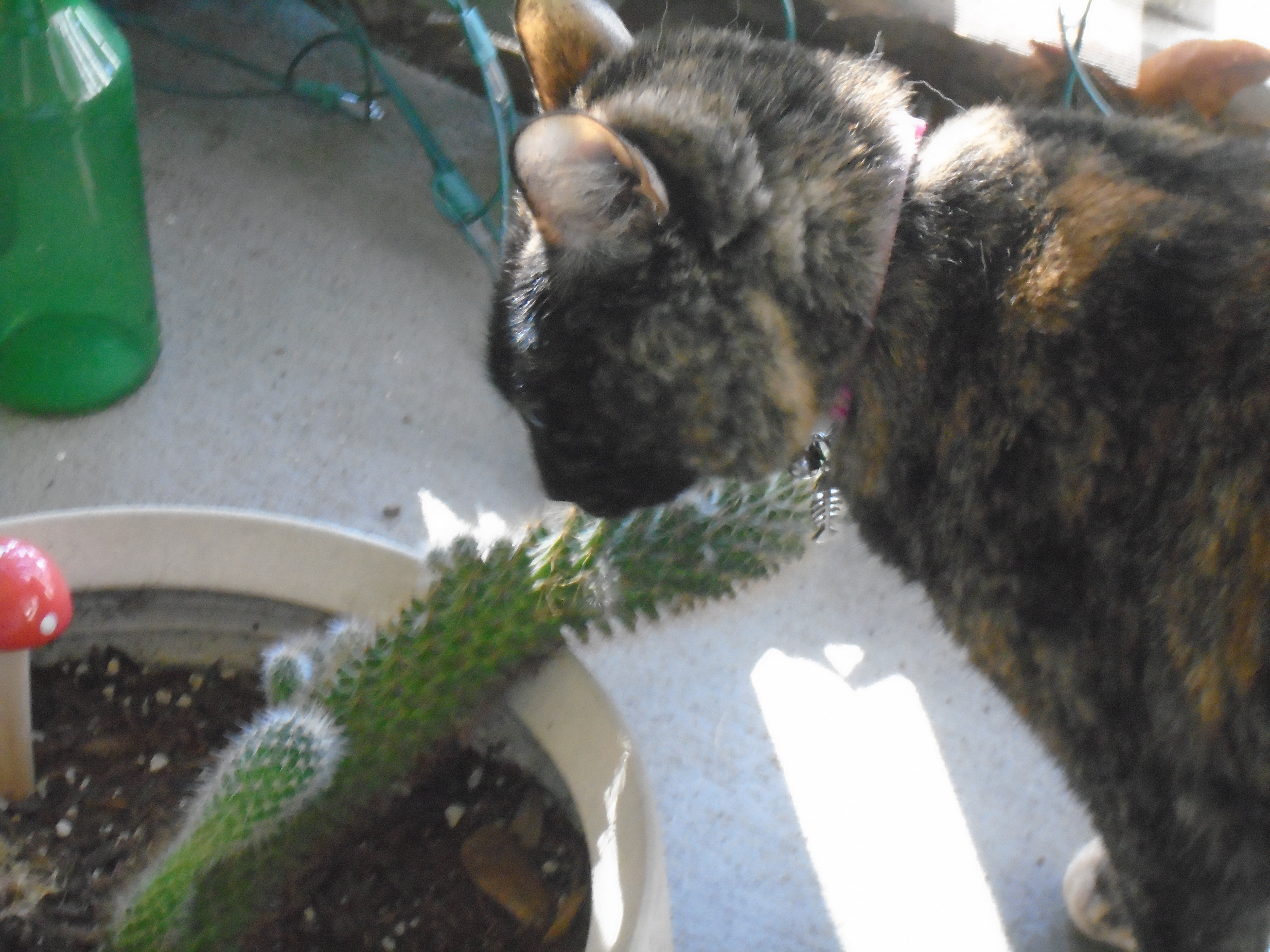 Sashimi sniffing a potted cactus