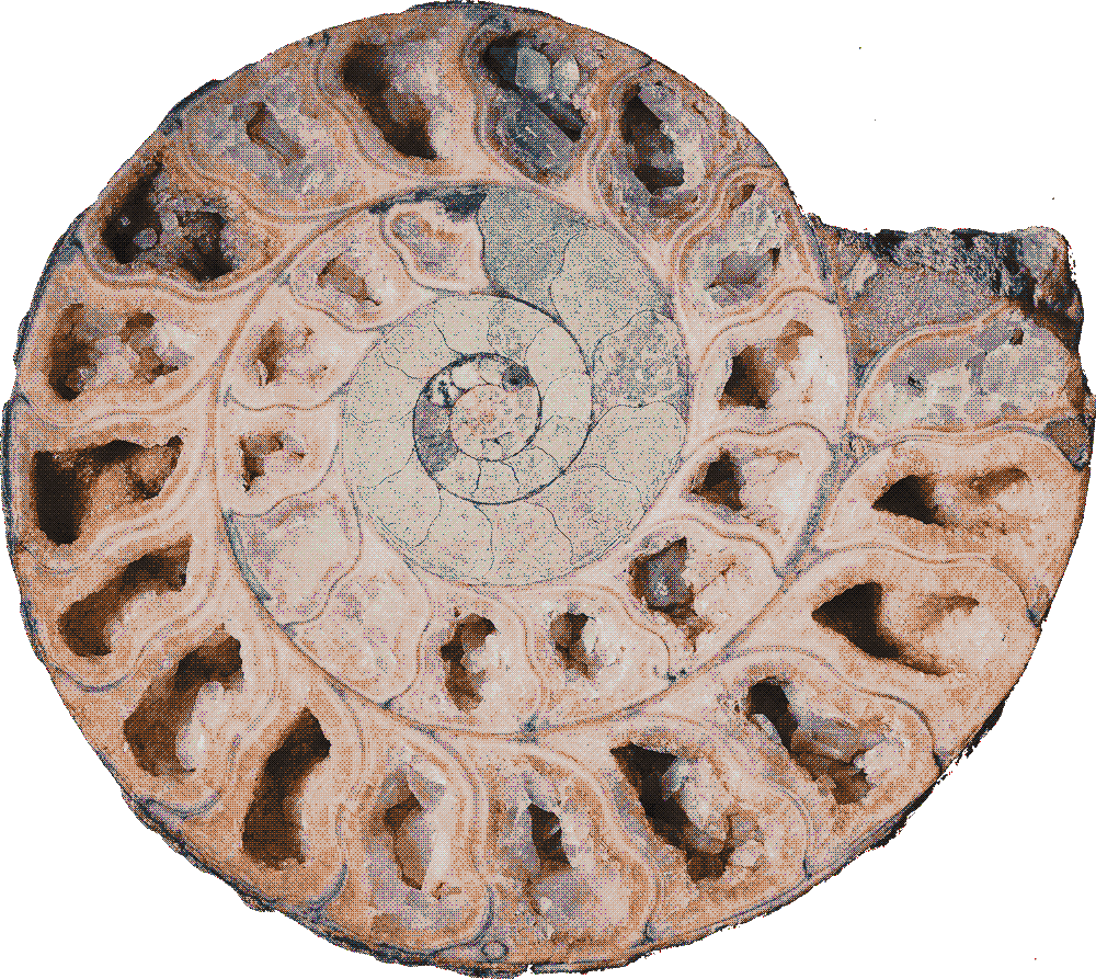 amonite fossil