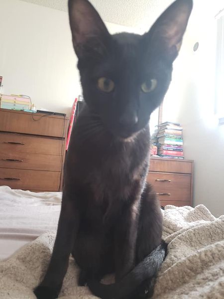 My cat
