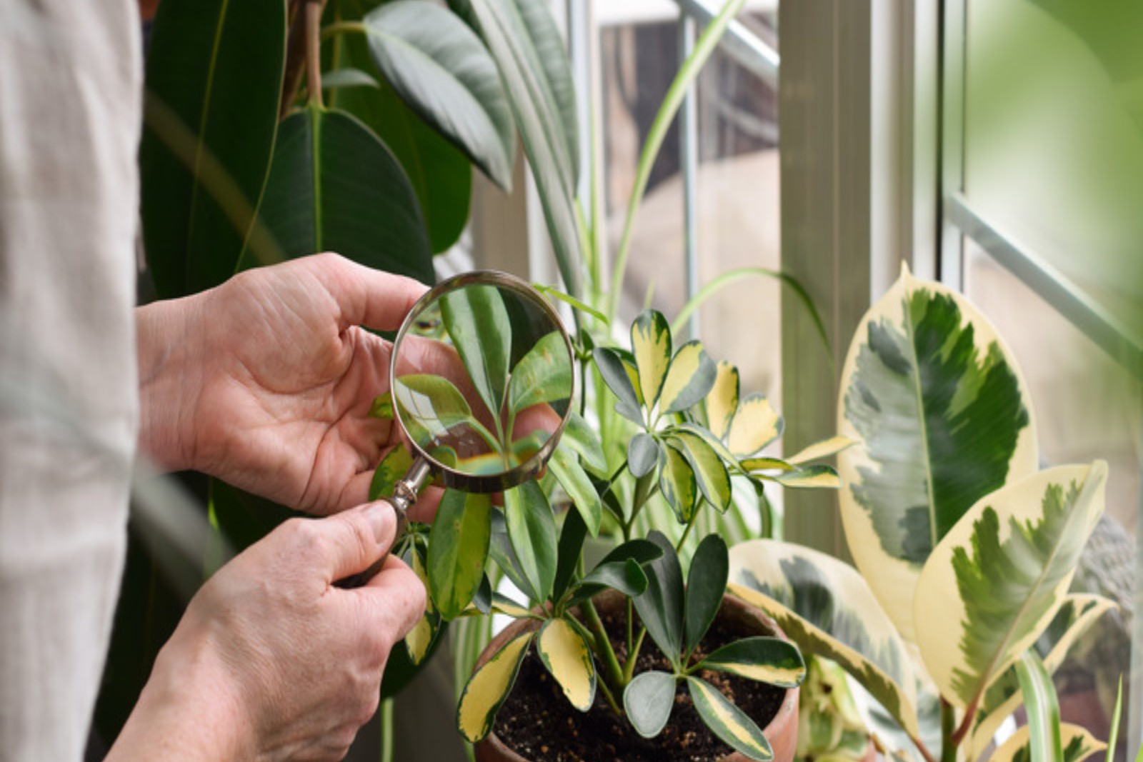 Person inspecting houseplant leaves closely with a magnifying glass near a bright window