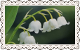Lily of the Valley