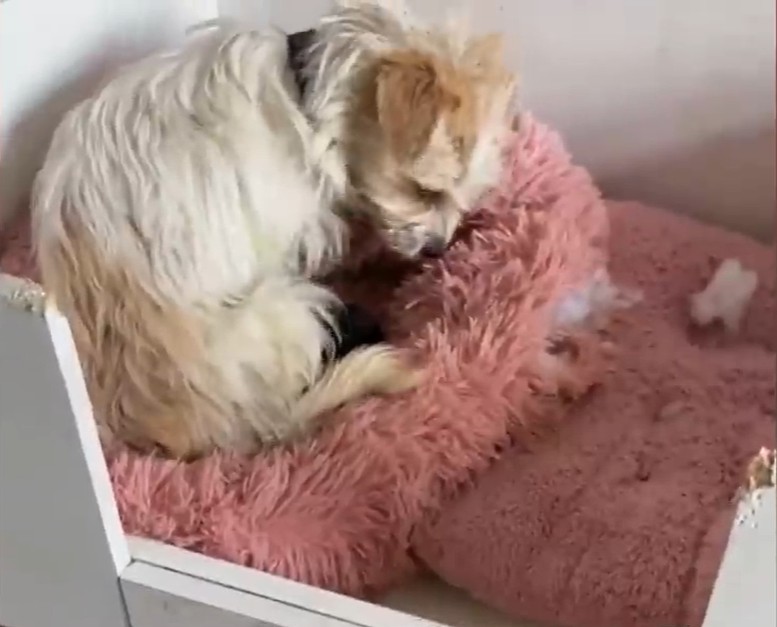 Mother and Puppy