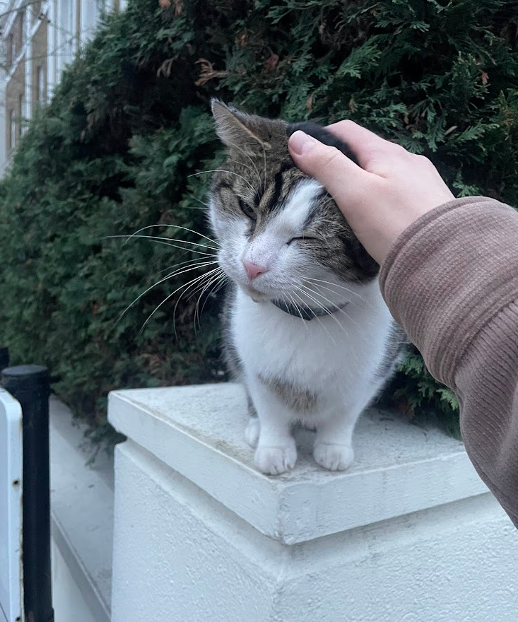 Cheatsheet image example