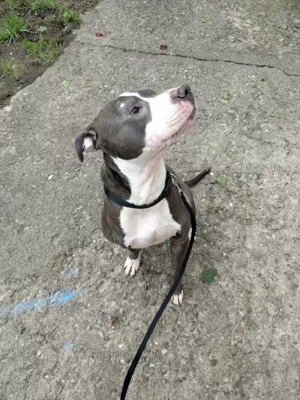 Rescue dog looking hopeful