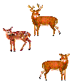 a gif of some deer