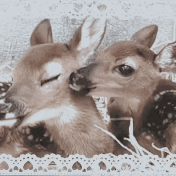 cute-deer-gif