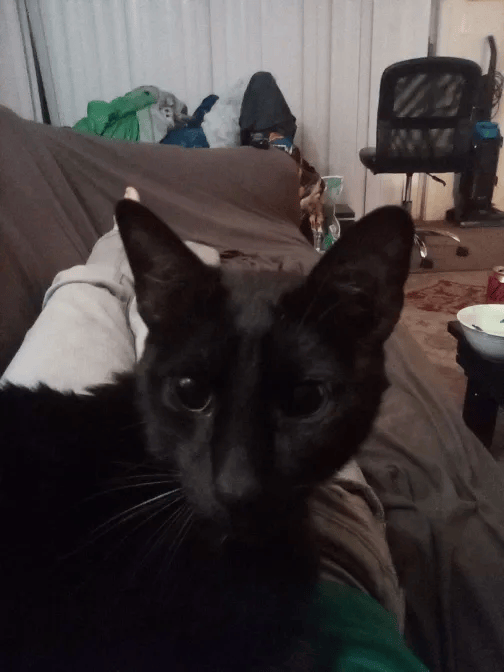 My cat