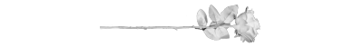 whiterosedivider1