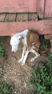 Severely emaciated dog resting