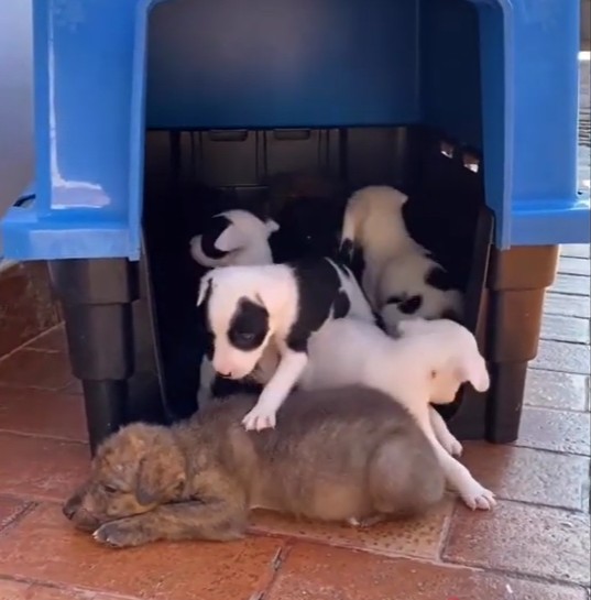 Puppies in Safe Haven