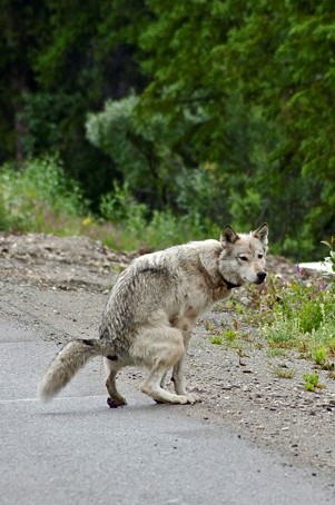 wolf pooping 