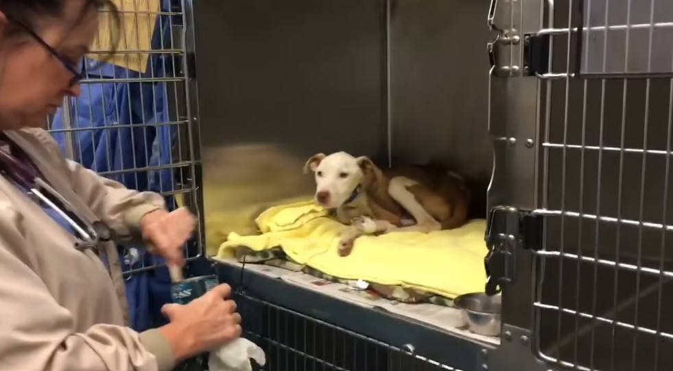 Dog slowly regaining strength with help