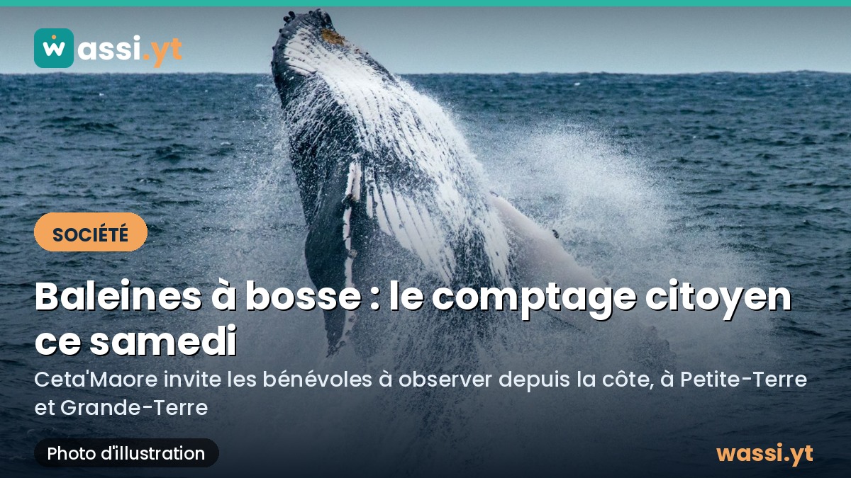 Baleines à Mayotte : un grand comptage citoyen ce samedi depuis la côte