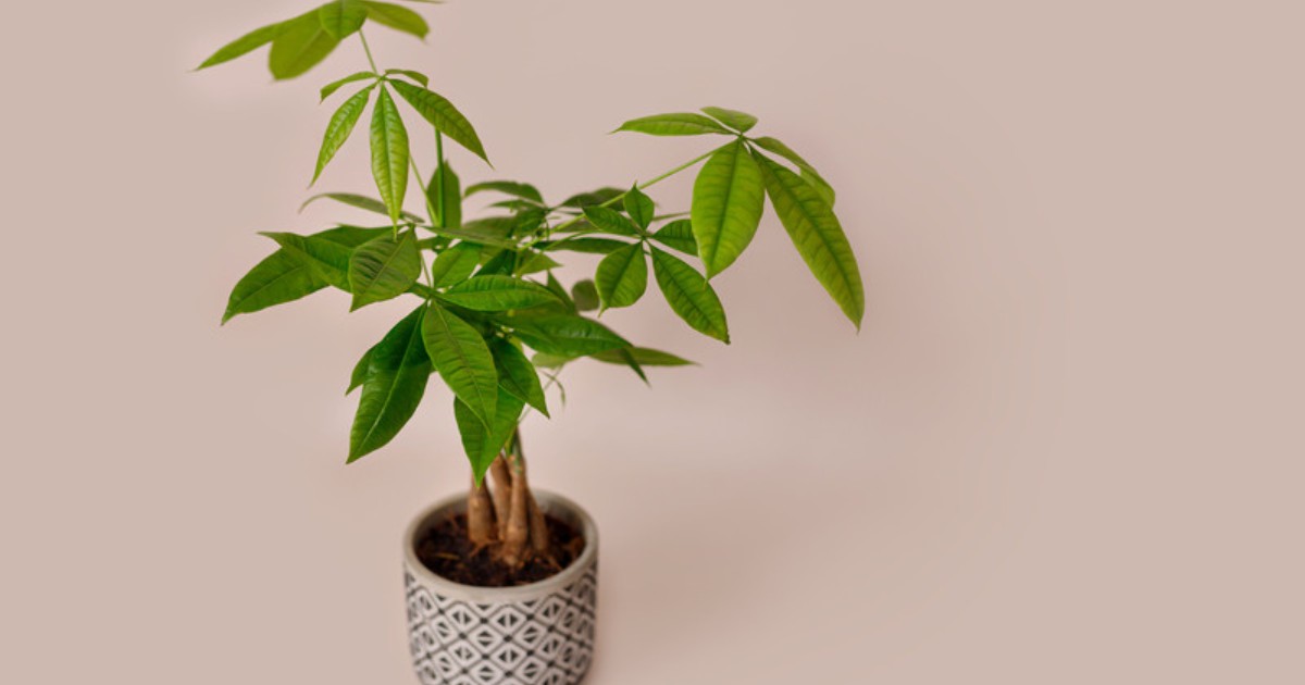 Small braided money tree in a patterned white ceramic pot showing its woven trunk