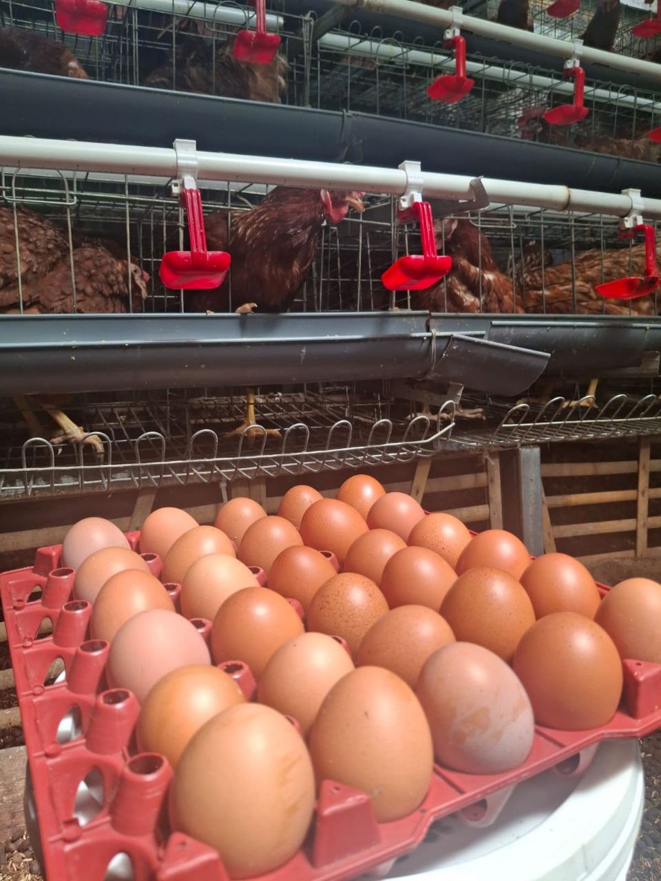 Telur Segar