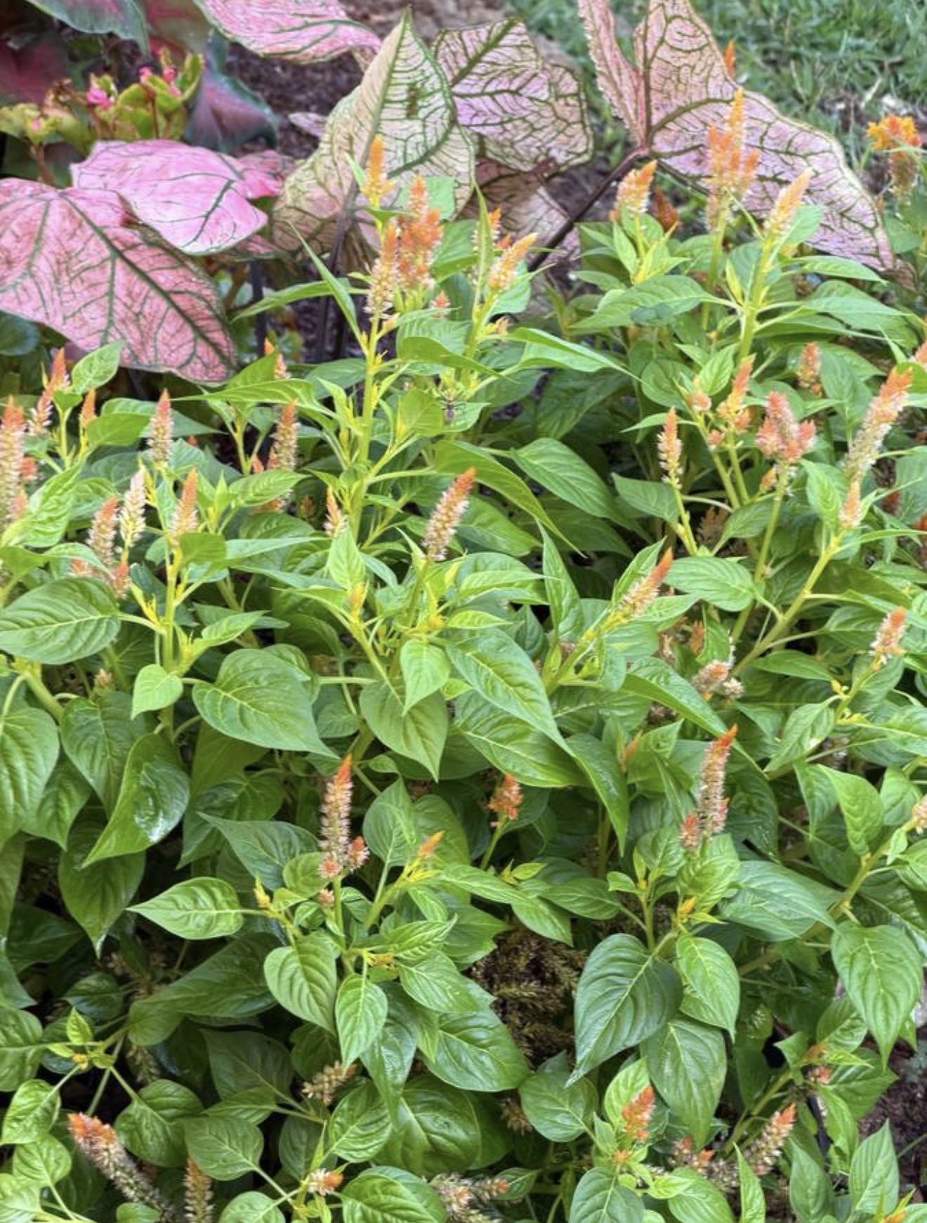 Close-up of orange celosia plumes and pink caladium leaves