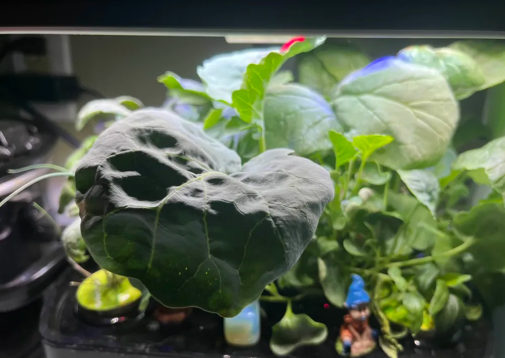Big broccoli leaf sticking out from under a hydroponics lamp