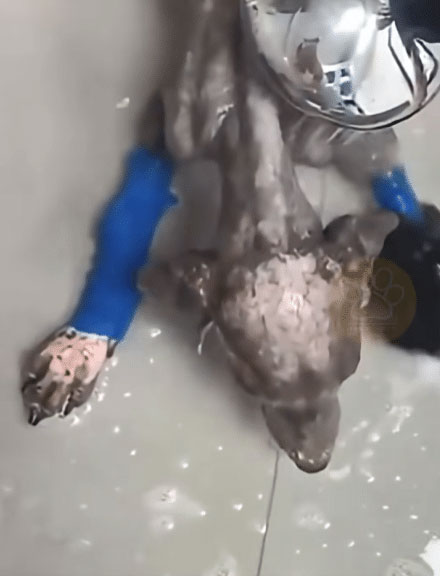 Dog Recovery