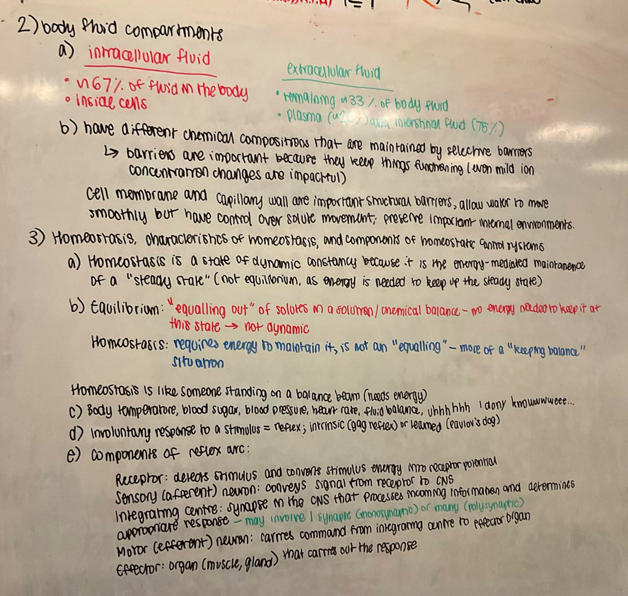 Whiteboard with text answering questions about homeostasis