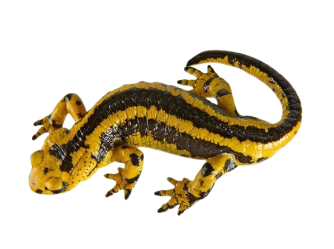 a picture of a fire salamander