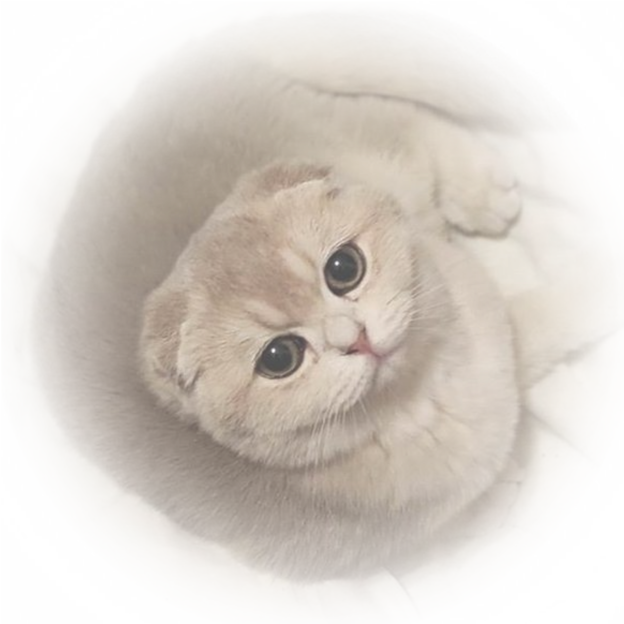 sf3