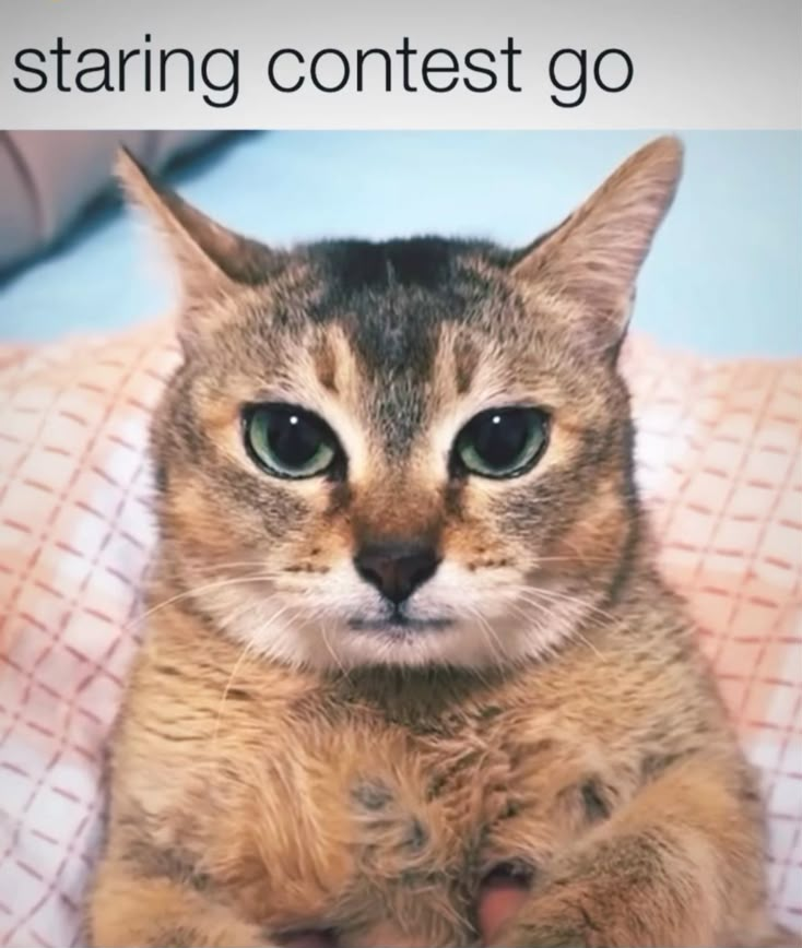 stares at you