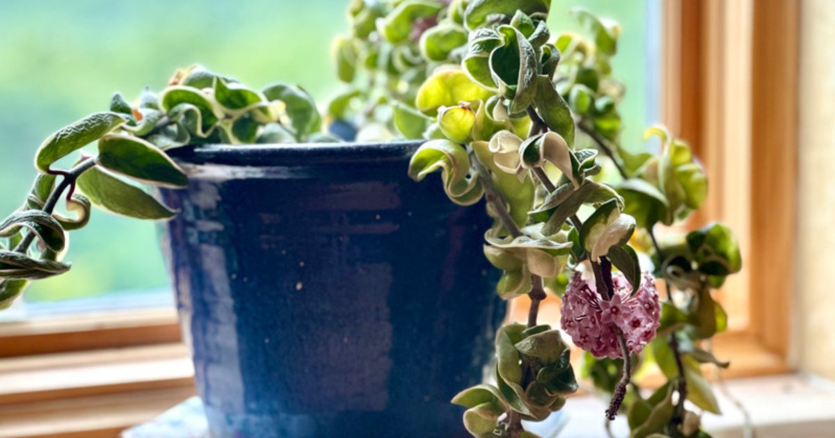 Hoya Rope Plant Variegated with cream and green twisted curling leaves trailing from a white pot in bright indirect light