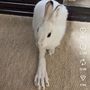 Blinkie