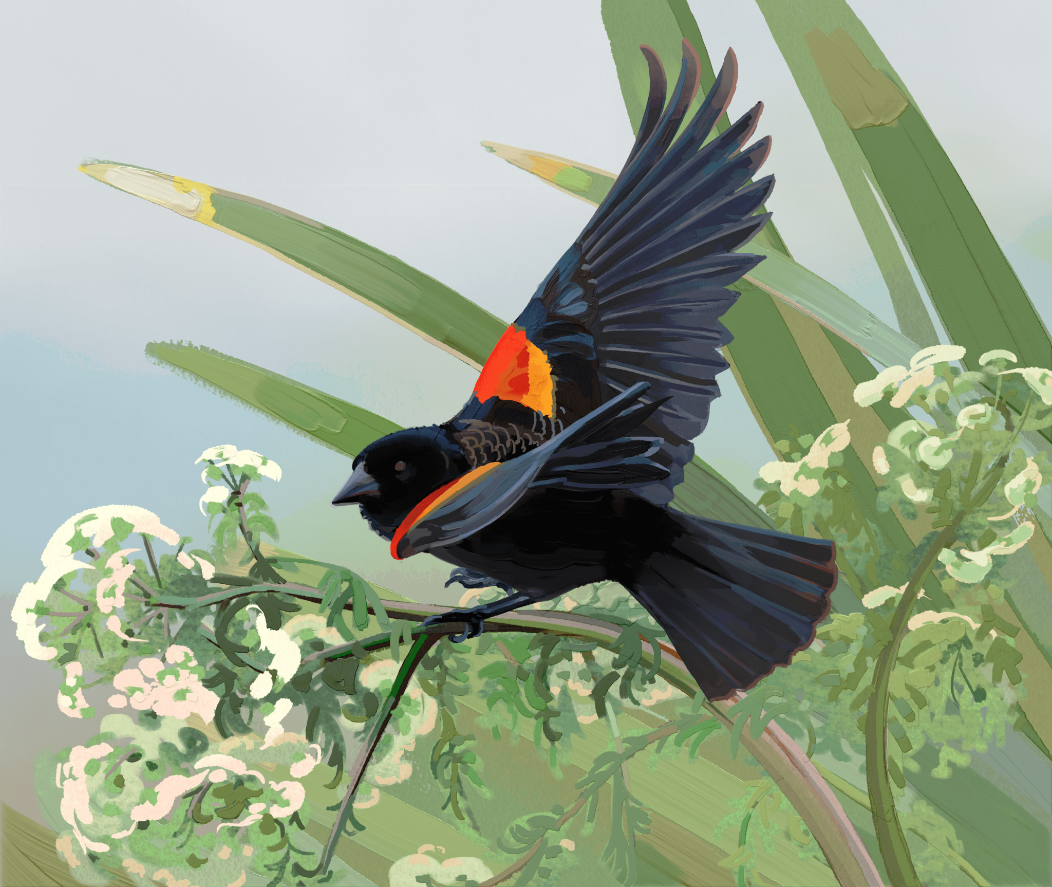 Red-Winged Blackbird, December 2025