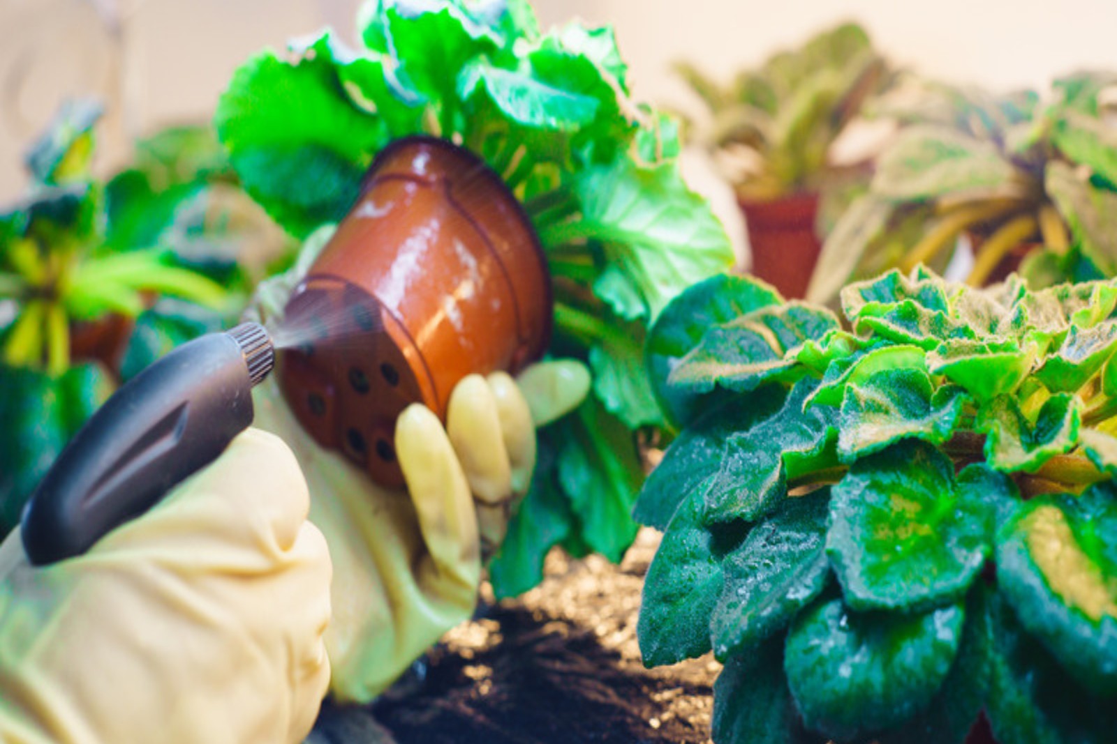 Gloved hands spraying and washing the leaves of potted houseplants to remove pests
