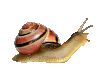 a gif of a snail