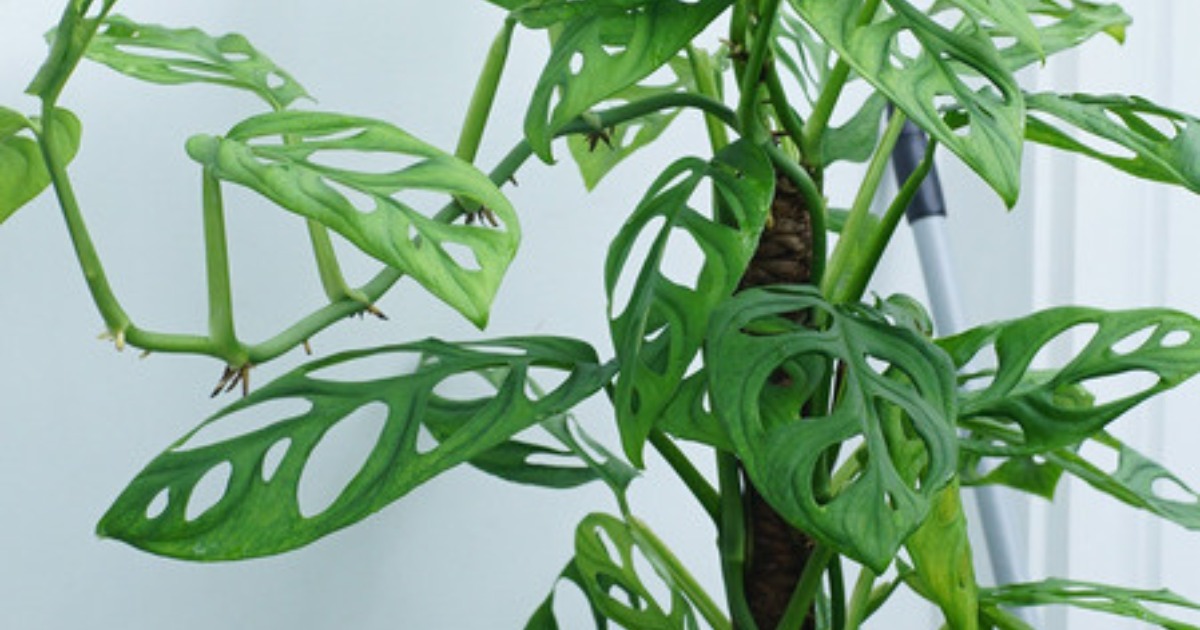 Monstera Adansonii vine climbing a moss pole with layered fenestrated leaves