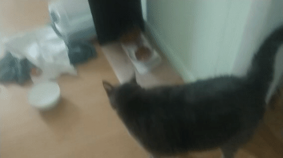 Phoenix Walking GIF