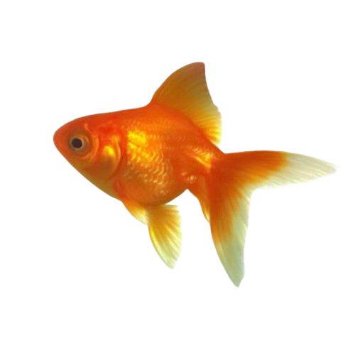 goldfish