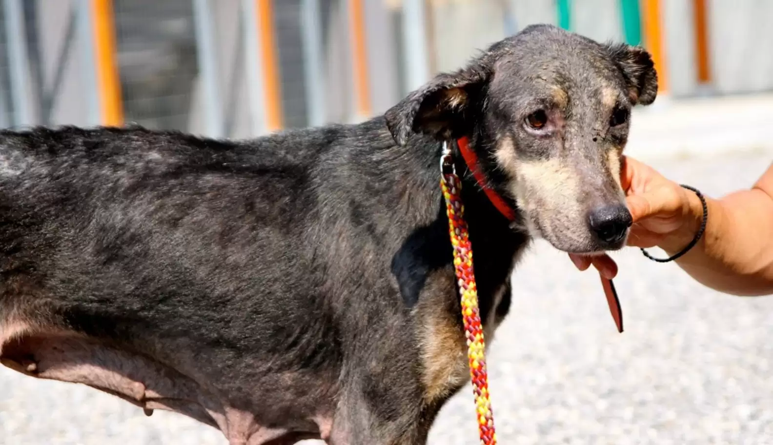 Shelter Dog