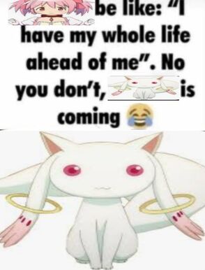 stupid ass cat