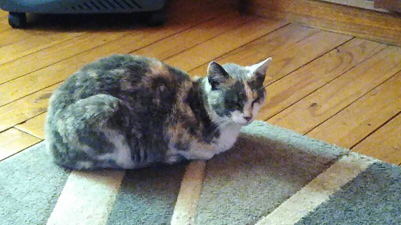 Gata