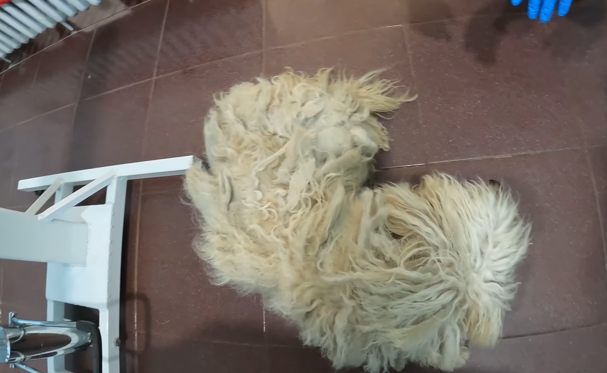 A tiny, matted dog on a grooming table