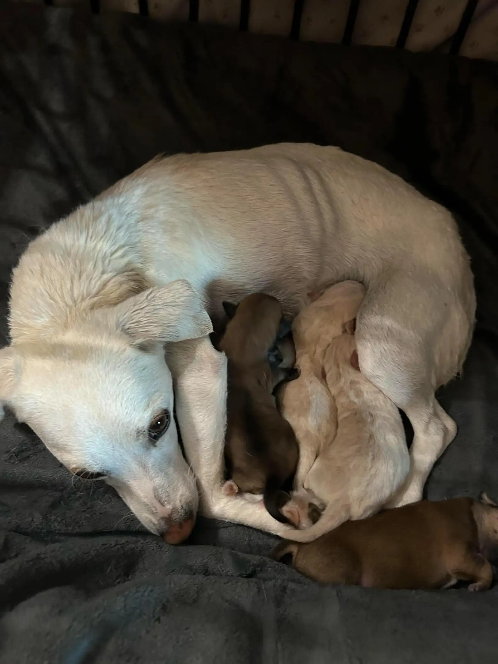 Mother reunited with puppies