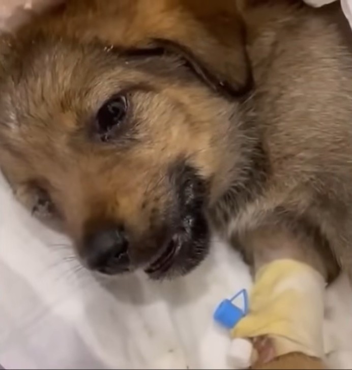 Puppy receiving medical care
