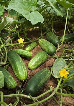 Food 24: Desi Kheera / Crisp Local Cucumbers (Cucurbitacins & Silica)