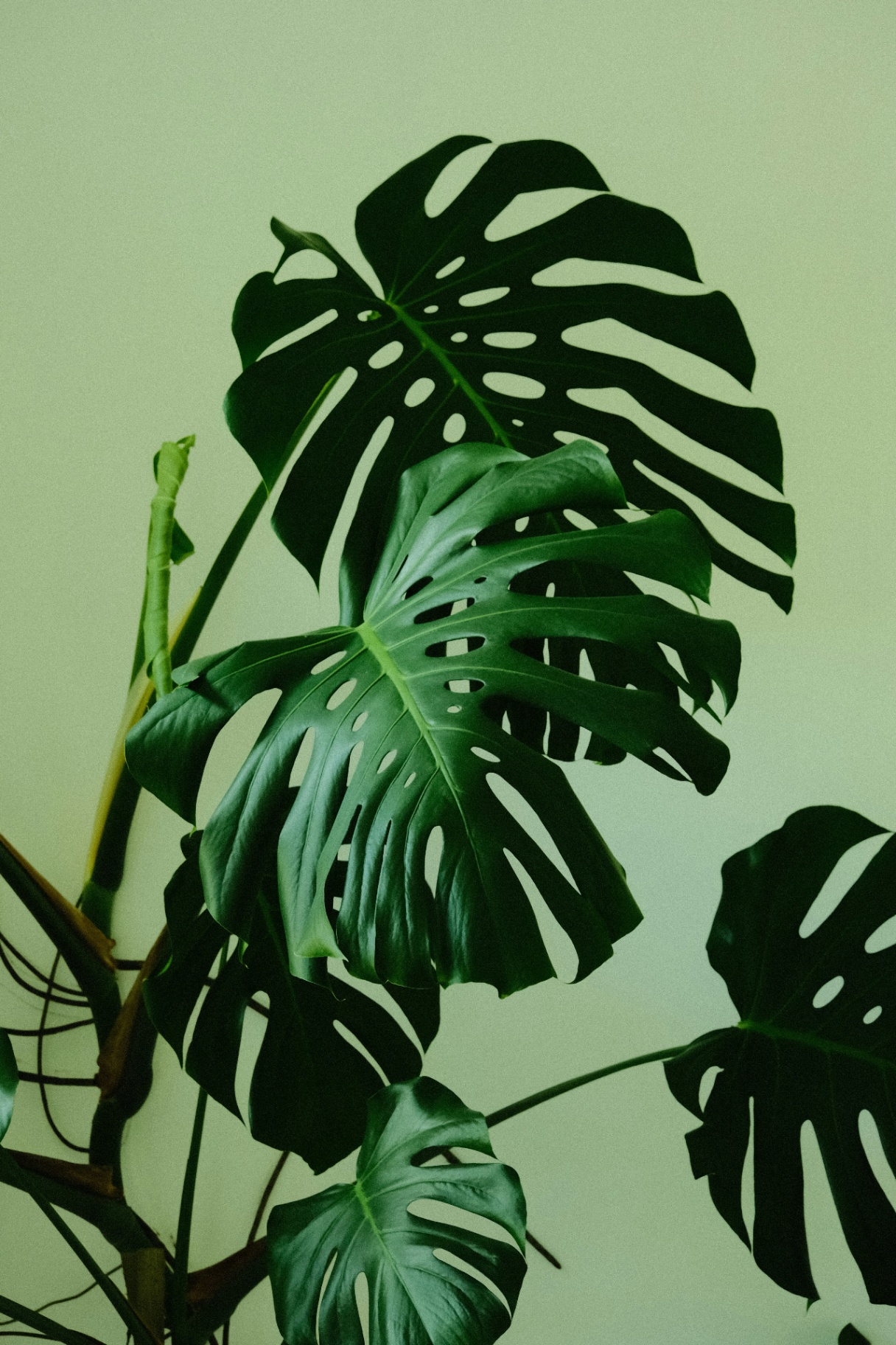 Untitled Image