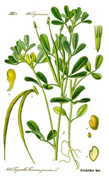 Food 27: Methi Dana / Fenugreek Seeds (Galactomannan Fiber & 4-Hydroxyisoleucine)