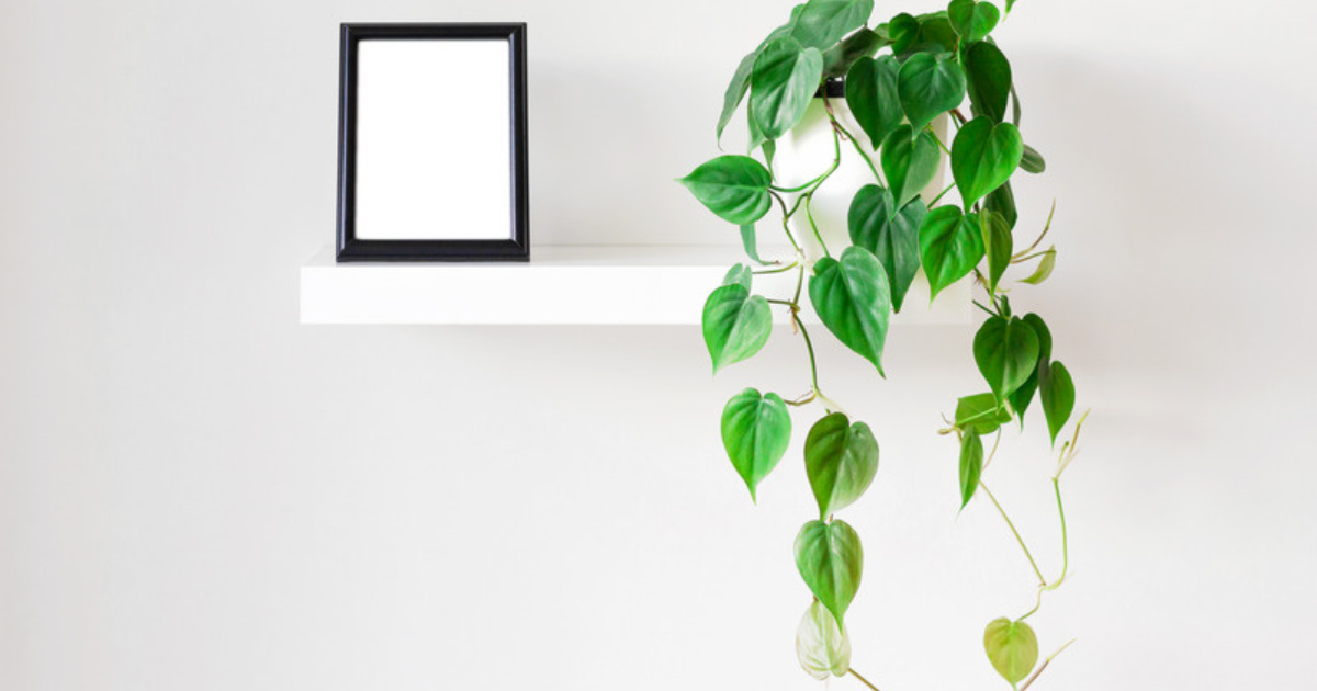 Heartleaf philodendron trailing down from a white wall shelf beside a picture frame